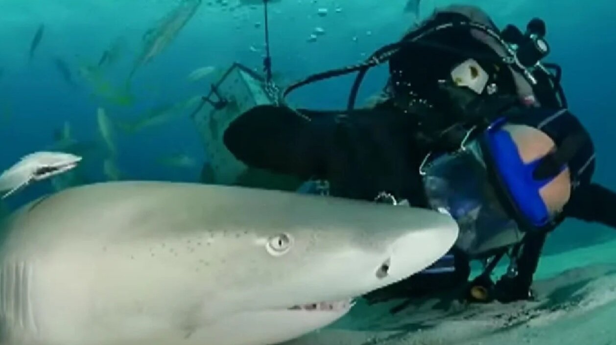 دوستی ۲۳ ساله با کوسه ببری ۴٫۵ متری