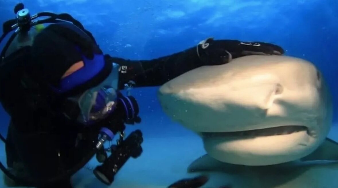 دوستی ۲۳ ساله با کوسه ببری ۴٫۵ متری