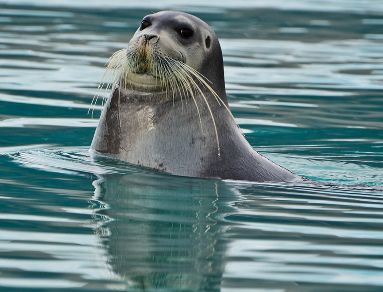 این حیوانات بزرگترین لبها را دارند!/ عکس