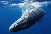 ببینید | احوالپرسی زیر آبی با یک نهنگ گوژپشت