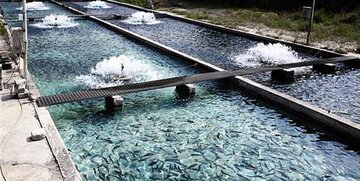 تولید ۸۰ تن ماهی در شیلات موقوفه چهارمحال و بختیاری