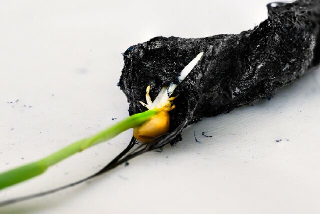 انقلاب در کشاورزی با خاک برقدار سوئدی