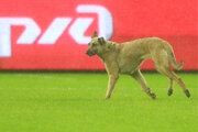 ببینید | توپ‌دزدی خنده‌دار یک سگ وسط برگزاری مسابقه فوتبال در لیگ مکزیک