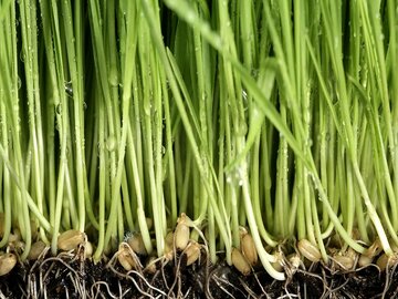 «بذر مال» در کرمانشاه قبل از کاشت هر محصولی انجام می‌شود