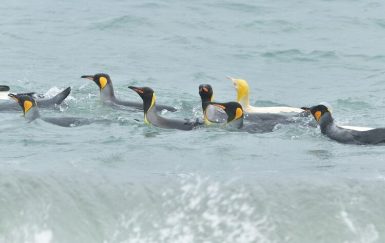 عجیب اما واقعی؛ این پنگوئن زرد است!
