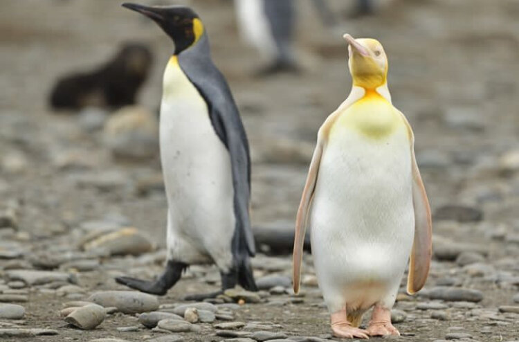 عجیب اما واقعی؛ این پنگوئن زرد است!