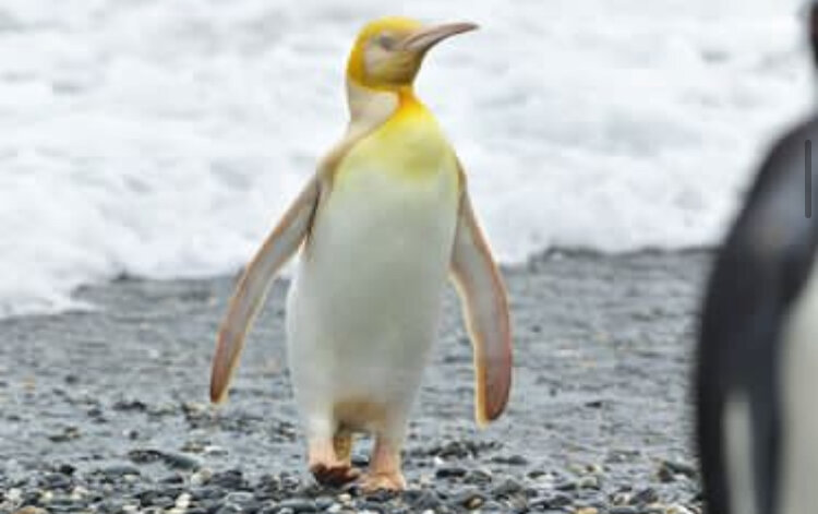 عجیب اما واقعی؛ این پنگوئن زرد است!/ عکس