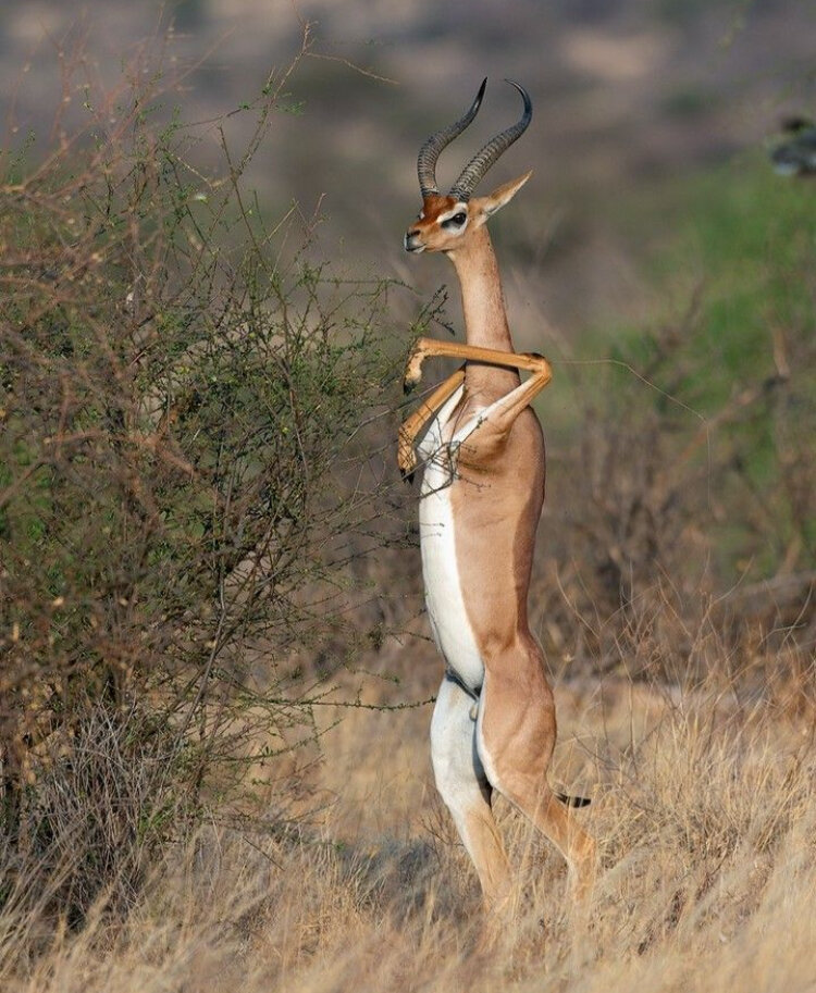 این حیوان چهارپا میتواند ساعتها روی دو پا بایستد!