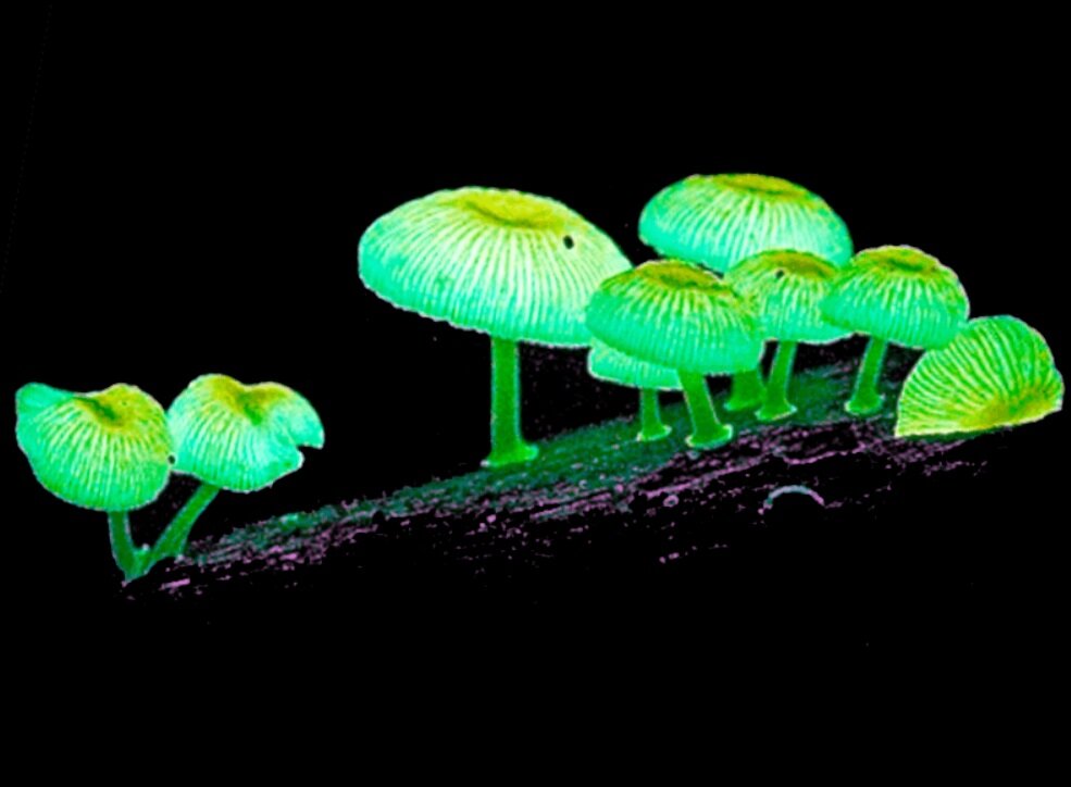 راز مکانهایی روی زمین که در شب میدرخشند/ عکس