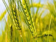 خرید تضمینی ۸۰۵ هزار تن گندم در سال زراعی جاری کرمانشاه