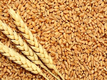 خرید تضمینی ۸۰۵ هزار تن گندم در سال زراعی جاری کرمانشاه