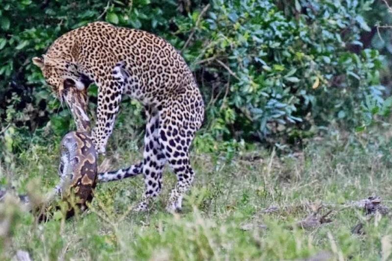ببینید | لحظه دلهره‌آور مبارزه تمام عیار یک پلنگ و مار داخل آب