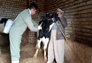 آغاز فاز دوم عملیات واکسیناسیون سراسری تب برفکی در استان کردستان 