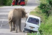ببینید | زورگیری خشن فیل گرسنه از خودروی گردشگران