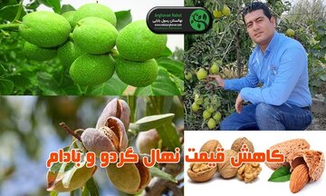 معرفی نهال گردو و بادام پر بار و ارزان در ارغوان نهال