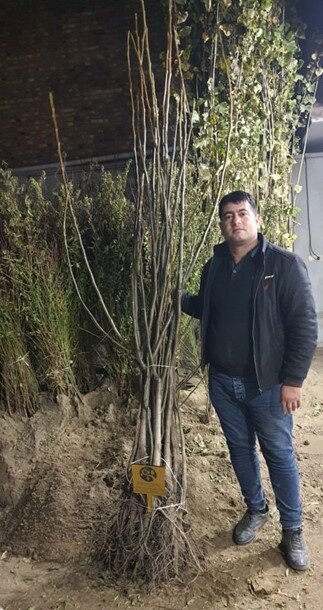 معرفی نهال گردو و بادام پر بار و ارزان در ارغوان نهال