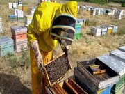 تولید هفت هزار تن عسل در کرمانشاه با ۳۸۵۲ زنبورستان 