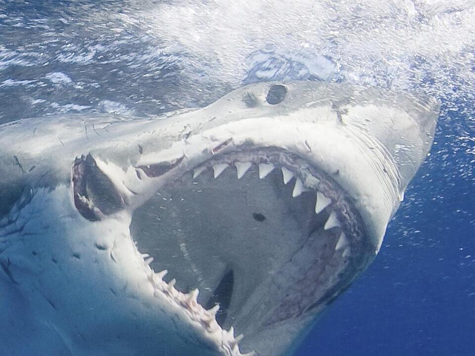 هیولای ۱۴۰۰ پوندی در نزدیکی ساحل مشاهده شد/ عکس