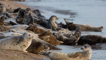 مذاکره با کشورهای همسایه ایران برای نجات این جانور دریایی/ عکس مذاکره با کشورهای همسایه ایران برای نجات این جانور دریایی/ عکس