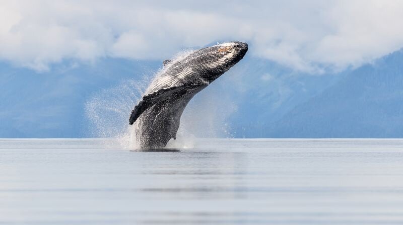 ببینید | حمله نهنگ به یک قایق در آب های پورتسموث