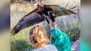 ببینید | حمله غافلگیرکننده عقاب به سمت کودک