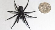 «هرکول» در استرالیا پیدا شد/ بزرگترین نمونه از سمی‌ترین عنکبوت جهان