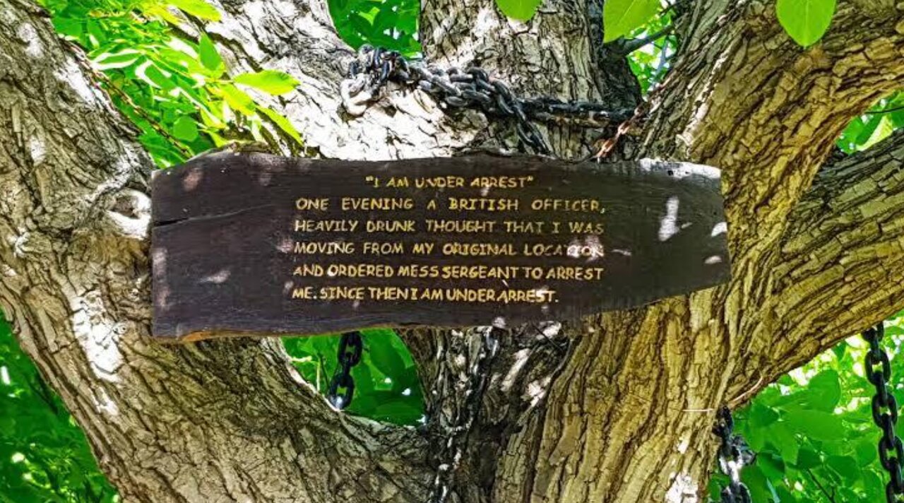 ماجرای درختی که از ۱۲۵ سال پیش در بازداشت است