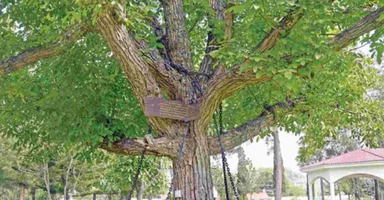 ماجرای درختی که از ۱۲۵ سال پیش در بازداشت است