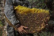 ببینید | برداشت عسل وحشی ۱۵ کیلوگرمی توسط شکارچی اندونزیایی