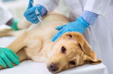 واکسیناسیون بیش از 9هزار قلاده سگ در قزوین