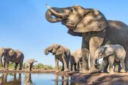 ببینید | آرایش دفاعی حیرت‌انگیز گله فیل‌ها برای حفاظت از بچه فیل در برابر حمله شیرها