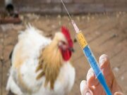 لزوم انجام ٢ نوبت واکسیناسیون طیور در مقابل «آنفلوآنزای فوق حاد پرندگان» 