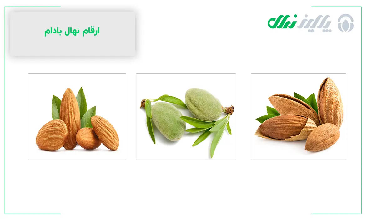 از کجا نهال اصلاح شده بخریم؟
