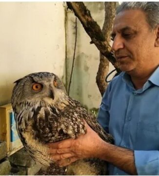 پرواز شاه بوف بزرگترین جغد ایرانی در تالش