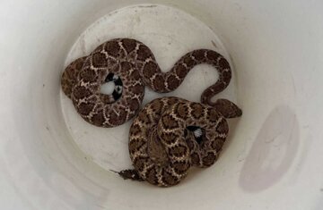 مار در ماشین ظرفشویی! مار در ماشین ظرفشویی!