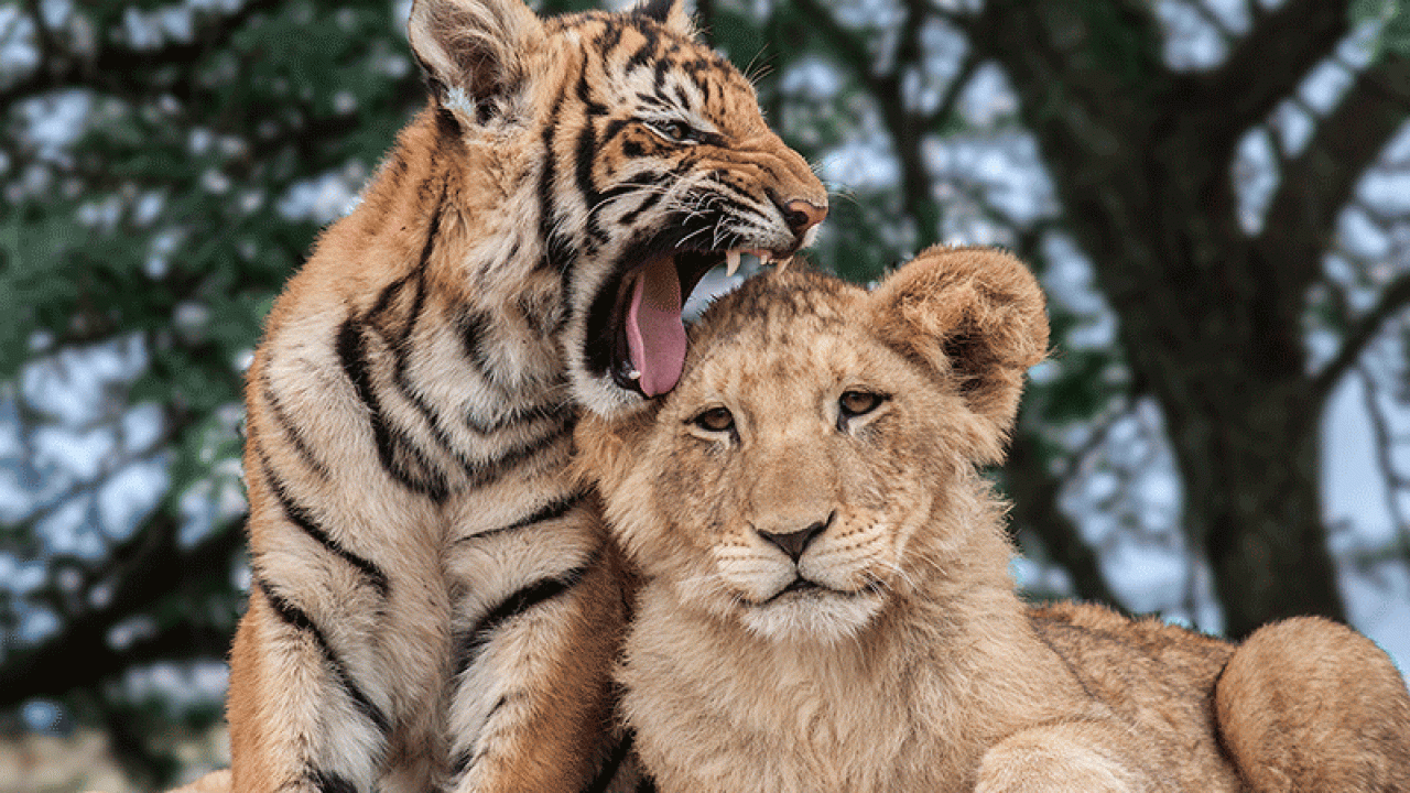 مقایسه ببر و شیر از نظر قدرت در جنگ رو در رو/ عکس