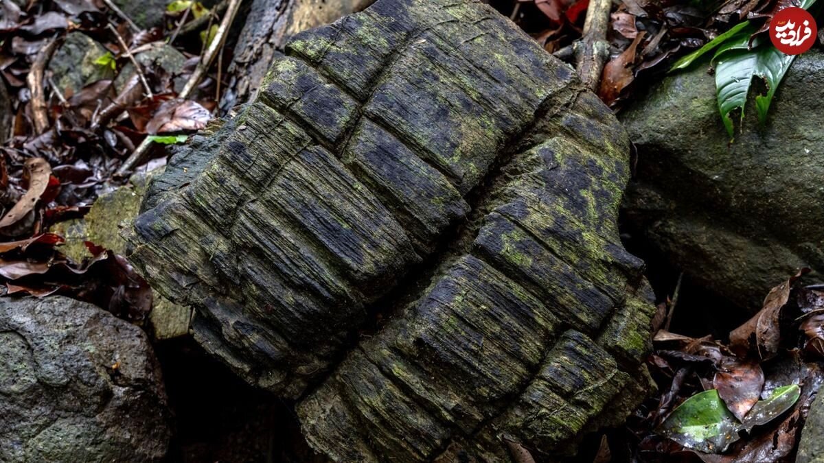 کشف جنگل ۲۳ میلیون‌ساله‌ای که «سنگ» شد!/ عکس