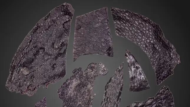 کشف قدیمی‌ترین پوست فسیل‌شده با قدمت ۳۰۰ میلیون سال