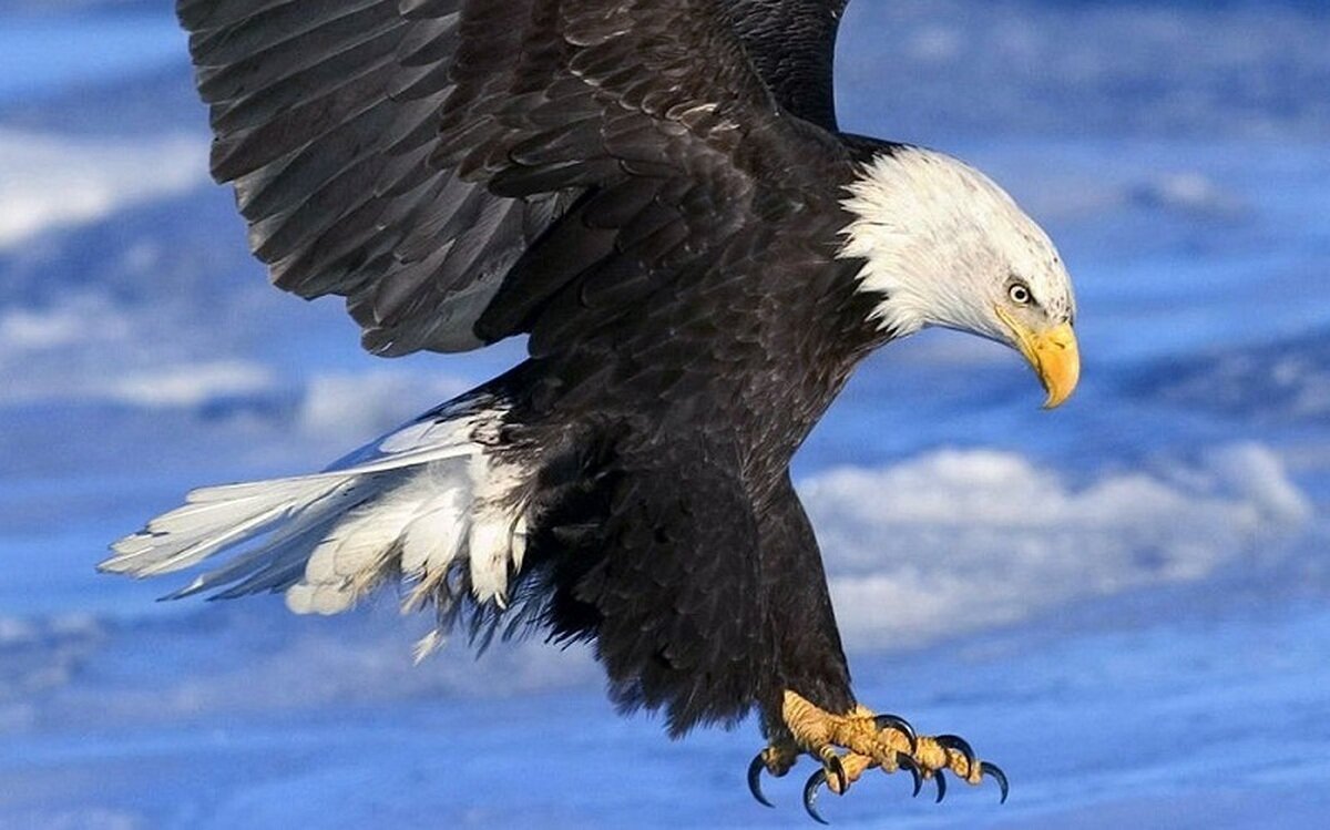 ببینید | اشتباه مرگبار عقاب تیزچنگال وسط دریا؛ وقتی شکارچی غرق شد!