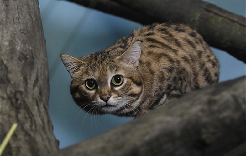 گربه پاسیاه؛ عضو جدید بامزه باغ وحش که کُشنده‌ترین گربه جهان است/ عکس