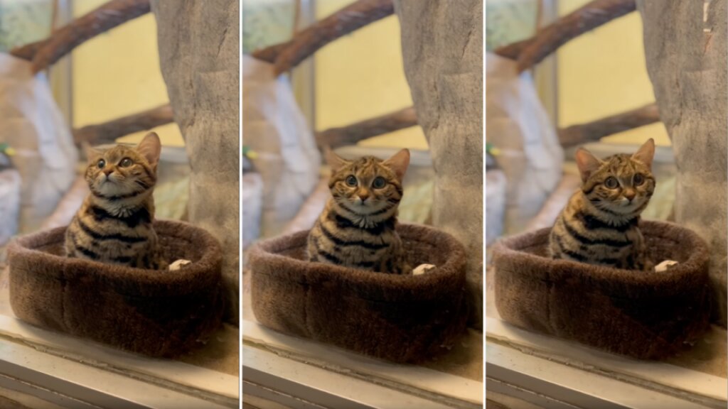 گربه پاسیاه؛ عضو جدید بامزه باغ وحش که کُشنده‌ترین گربه جهان است/ عکس