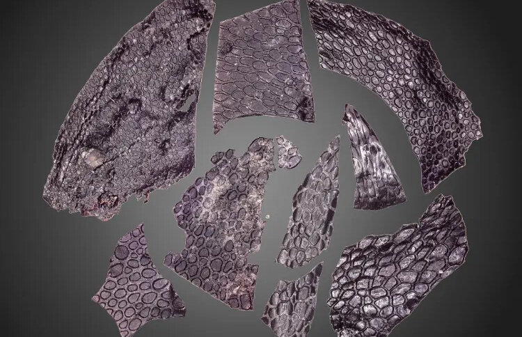 قدیمی‌ترین پوست جهان با عمر خیره‌کننده ۲۸۸ میلیون سال کشف شد/ عکس