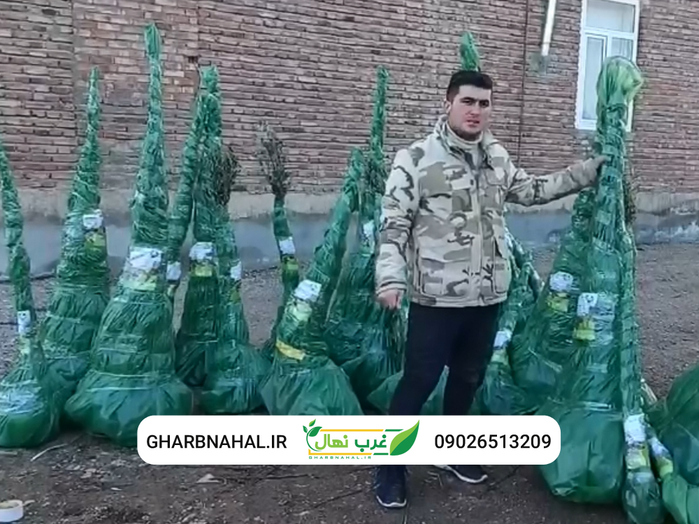 نهال میوه را فقط با قیمت 40 هزار تومان بخرید!