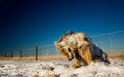 ببینید | تصاویر تکان‌دهنده از یخ زدن حیوانات در سرمای منفی ۵۲ درجه نروژ