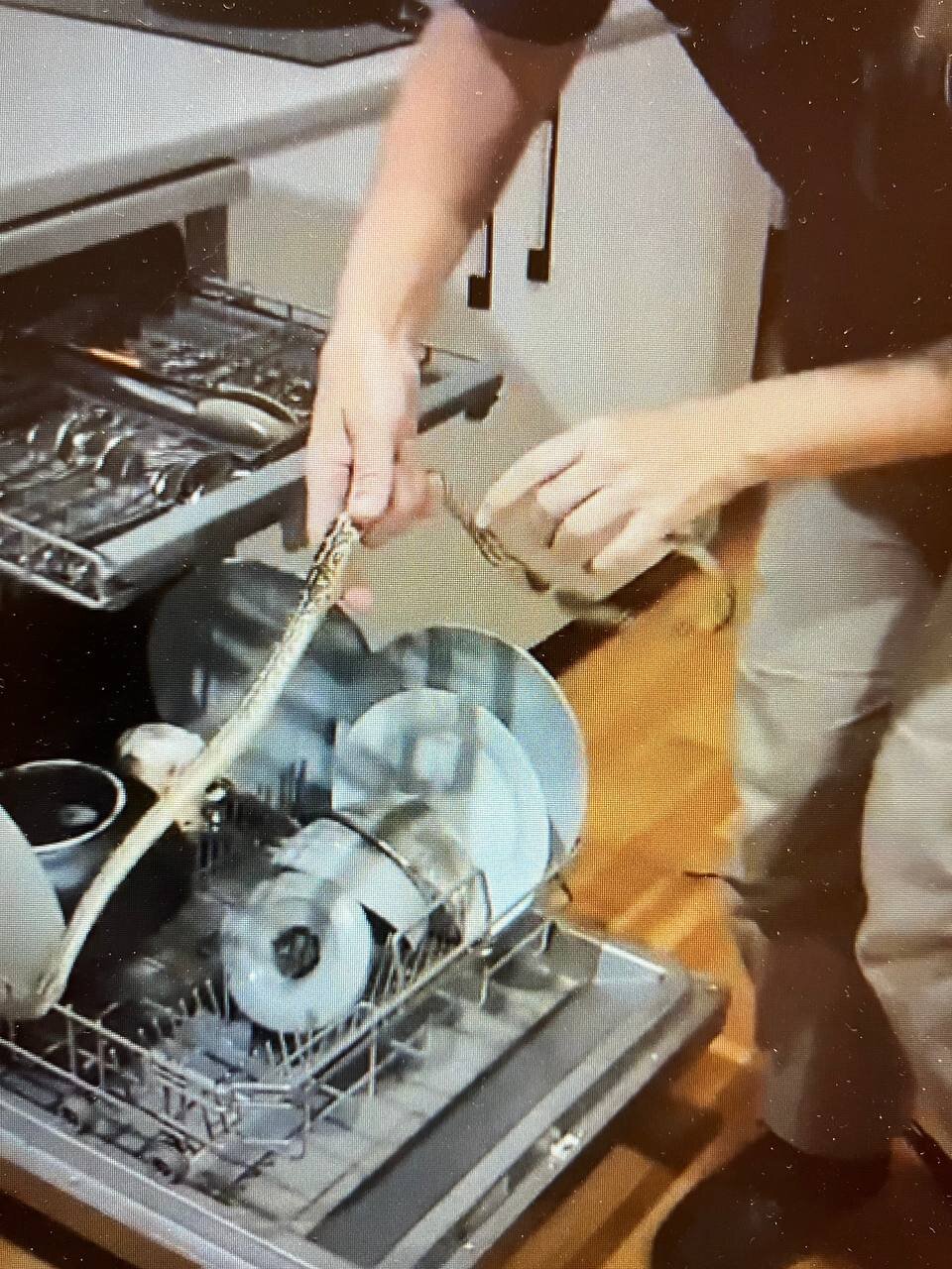 مار در ماشین ظرفشویی!