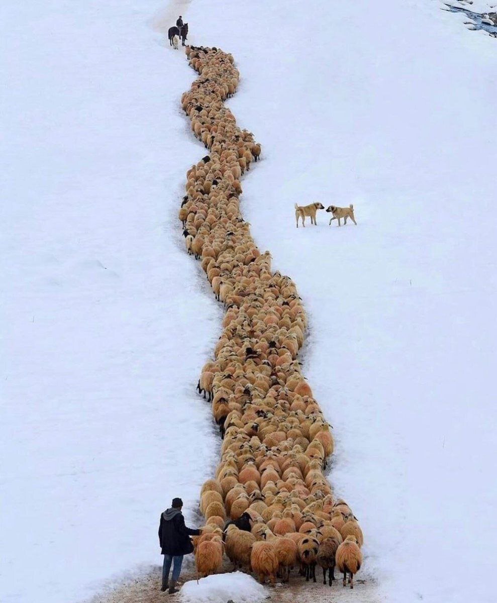 عکسی از رژه دیدنی گله گوسفندان در ترکیه