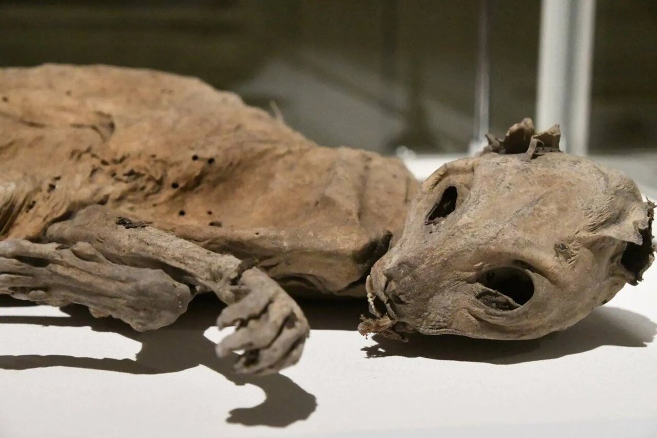 معمای پیدا شدن مومیایی گربه در دیوار خانههای قدیمی اروپایی