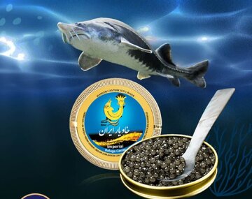تولید بیش از ۱۰۰۰ تن ماهی خاویاری در گیلان