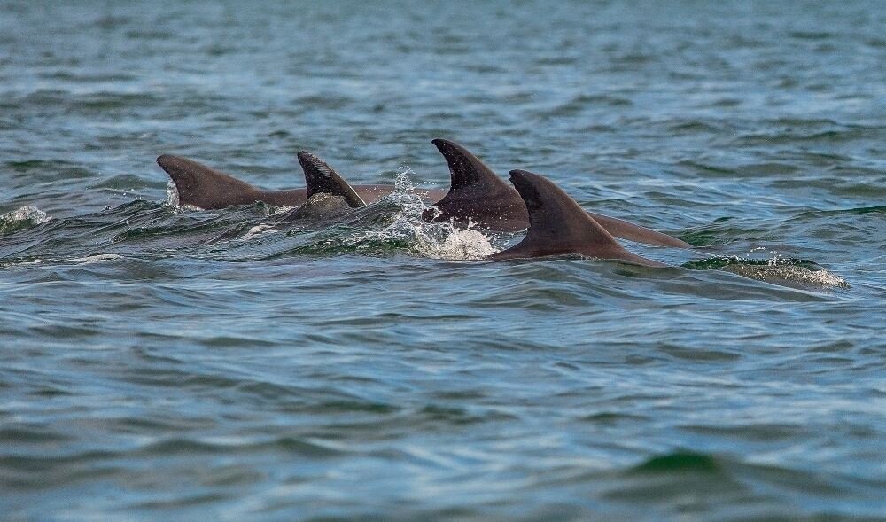 برخی گونههای دلفین تا 240 عدد دندان دارند.