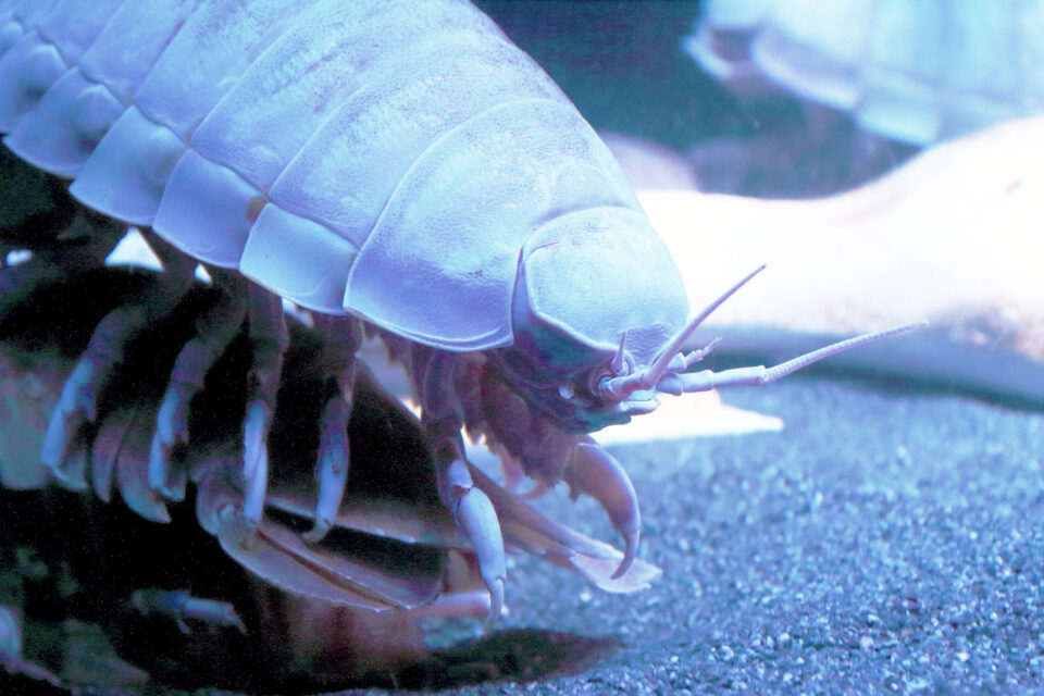 یک موجود دریایی جدید کشف شد!/ عکس